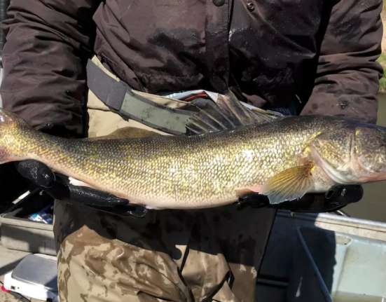 Michigan lawmakers are considering a major expansion of commercial fishing