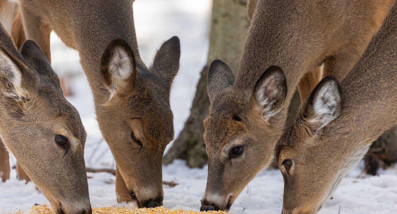 Minnesota adds 5 counties to deer feeding ban