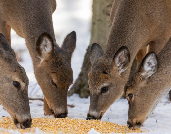 Minnesota adds 5 counties to deer feeding ban