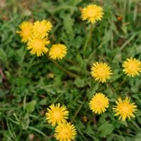 Natural way works best to get rid of dandelion