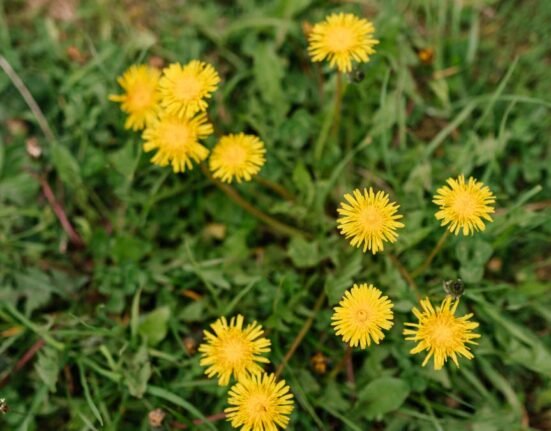 Natural way works best to get rid of dandelion
