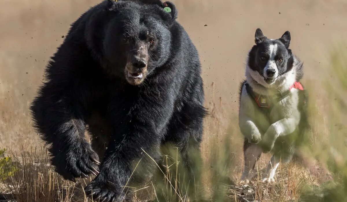 Nevada is using specially trained dogs to keep black bears in the wild