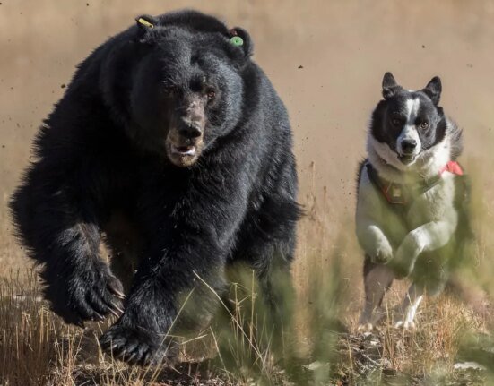 Nevada is using specially trained dogs to keep black bears in the wild