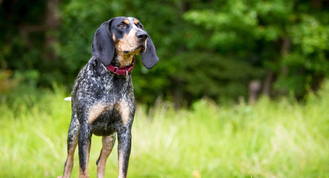 North Carolina weighs firearm, hound ban on public game lands