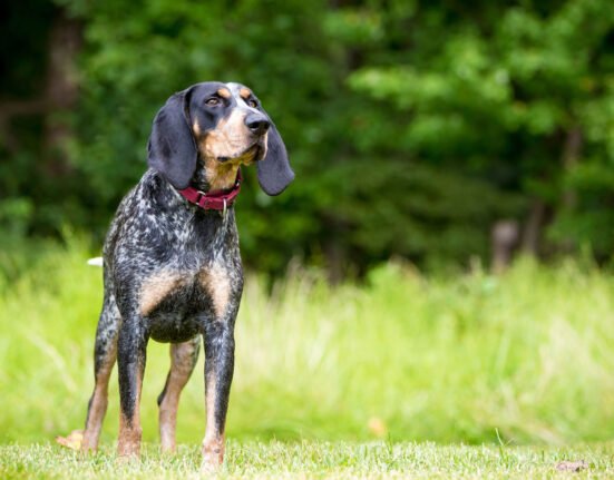 North Carolina weighs firearm, hound ban on public game lands