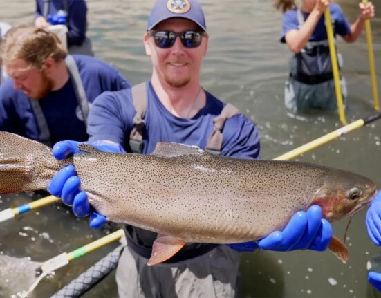 Officials rescue nearly 1,000 trophy trout from drought-stricken Colorado reservoir