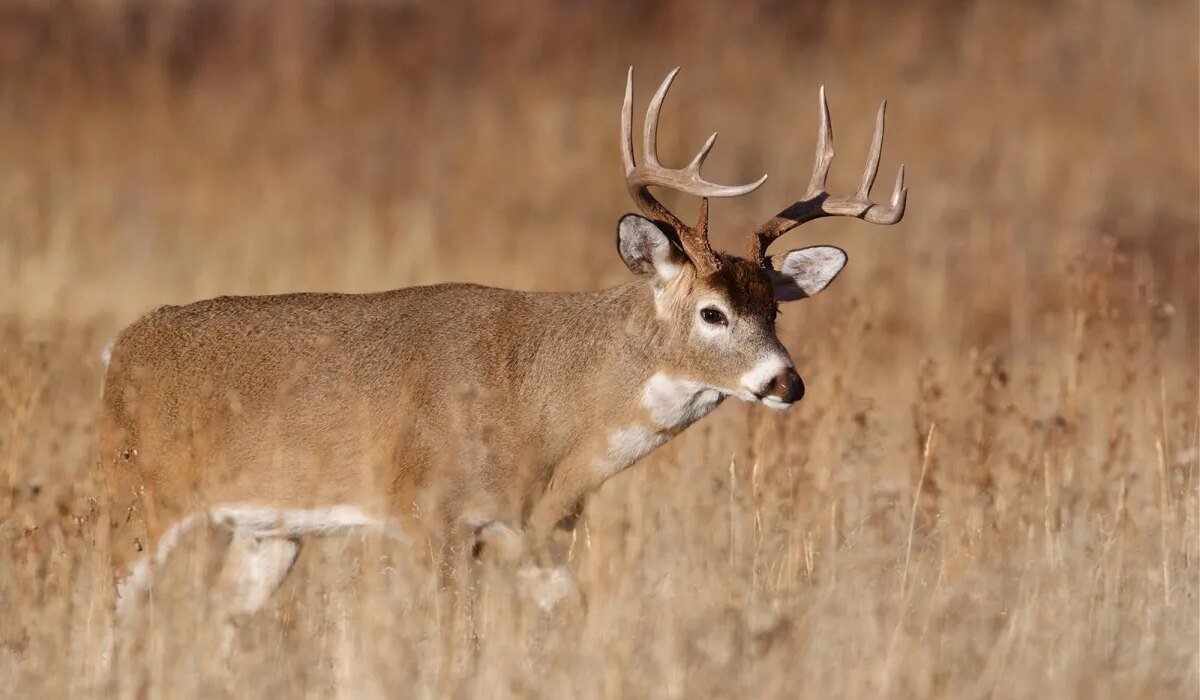 Ohio to invest $50 million in public hunting land acquisition