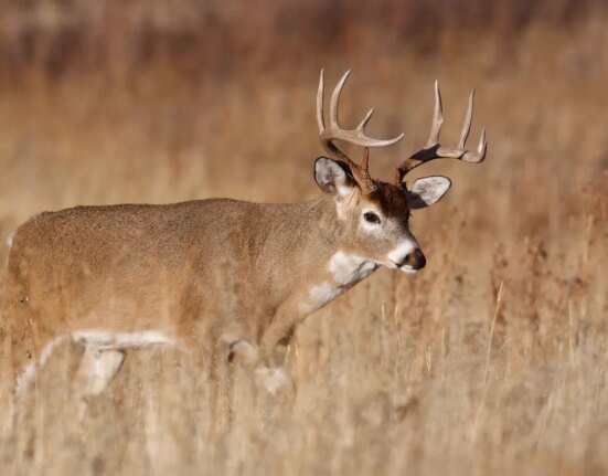 Ohio to invest $50 million in public hunting land acquisition