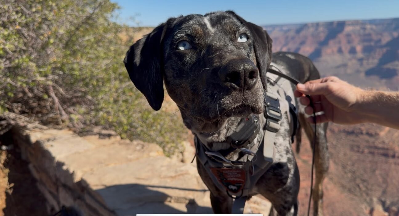 On patrol with Blue, the dog protecting Grand Canyon wildlife