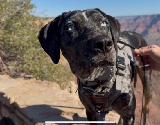 On patrol with Blue, the dog protecting Grand Canyon wildlife