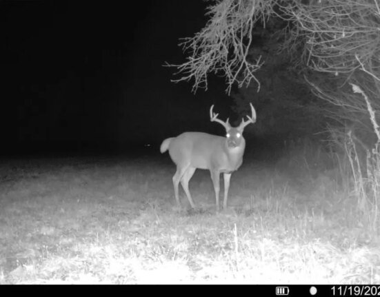 Prime Day deals on trail cameras: Moultrie, TactaCam, and batteries