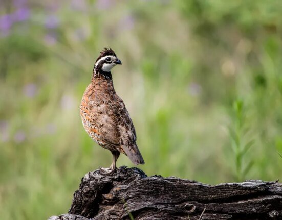Program that pays farmers to help wildlife could get a major upgrade