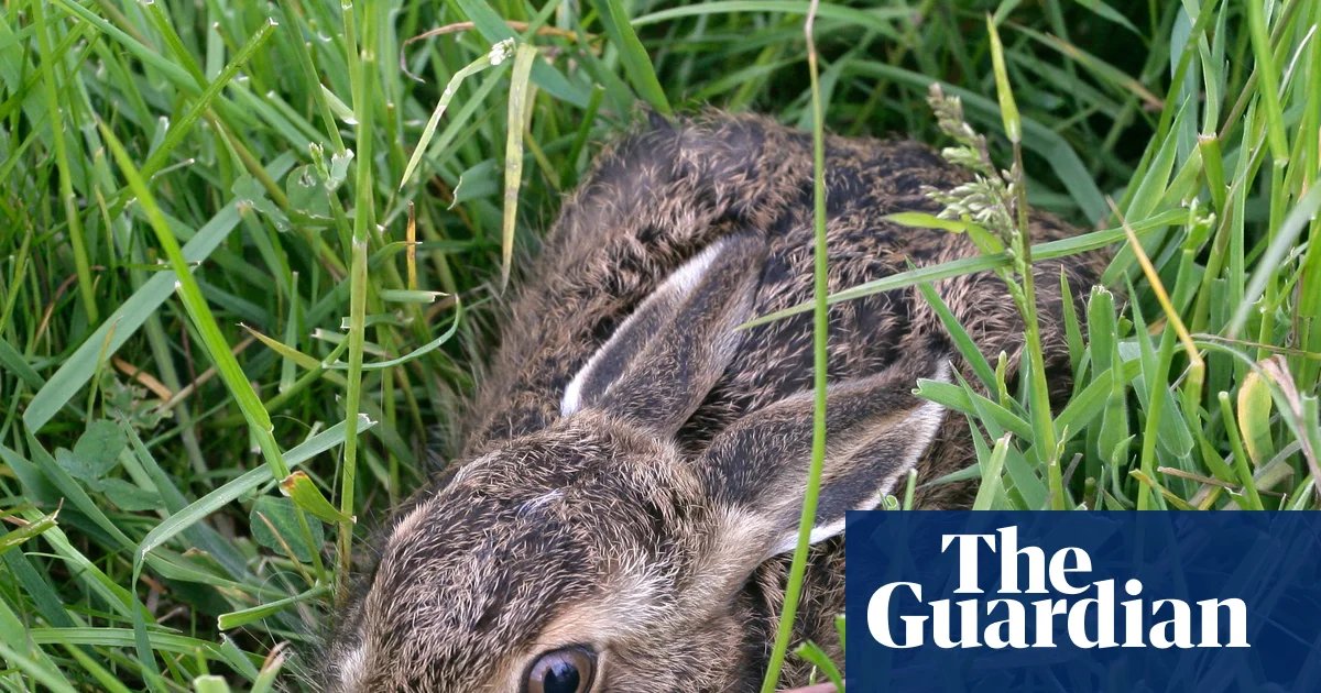 Review of Leverette by Anna Goldreich – A rabbit heals the pain of the loss of a child. Imagination