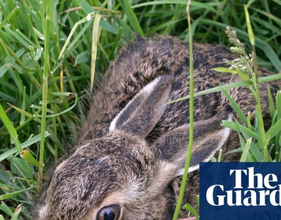 Review of Leverette by Anna Goldreich – A rabbit heals the pain of the loss of a child. Imagination