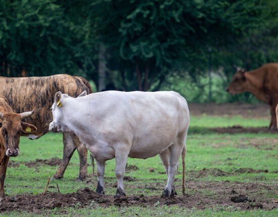 Screwworm spreads beyond initial control area