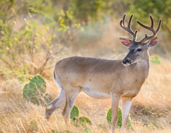 Screwworms enter Texas during foaling season. Wildlife officials are worried