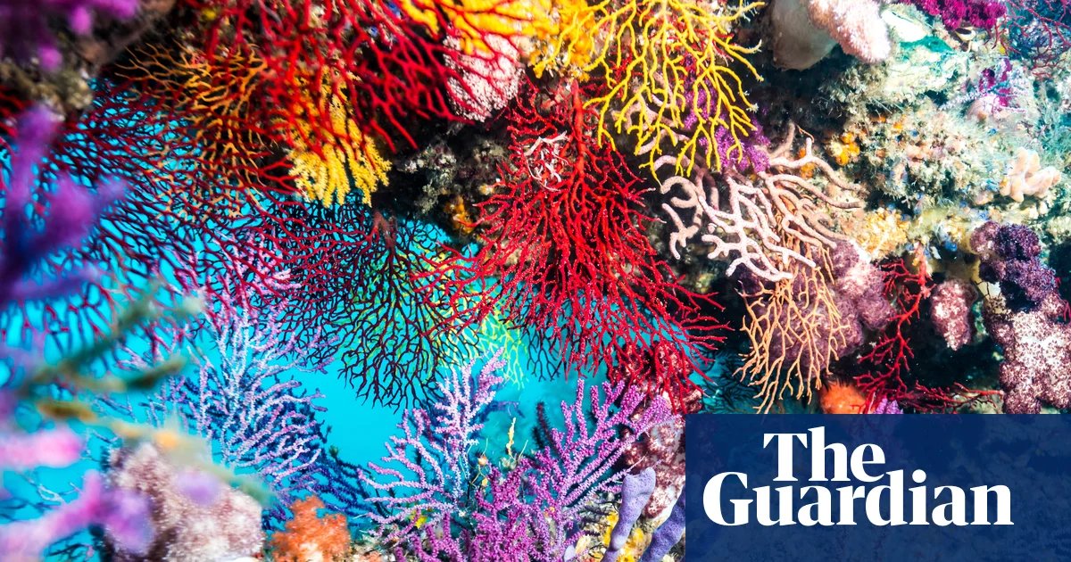 Solidarity by Rowan Hooper Review – A stunning portrait of cooperation in nature science and nature books