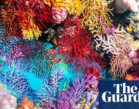 Solidarity by Rowan Hooper Review – A stunning portrait of cooperation in nature science and nature books