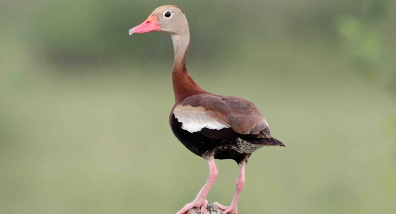 Special black-bellied whistling duck season announced by Louisiana