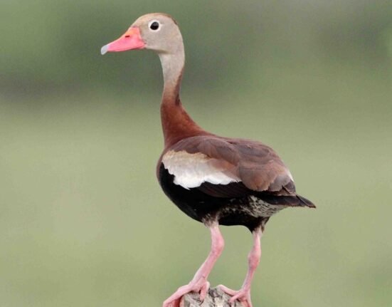 Special black-bellied whistling duck season announced by Louisiana