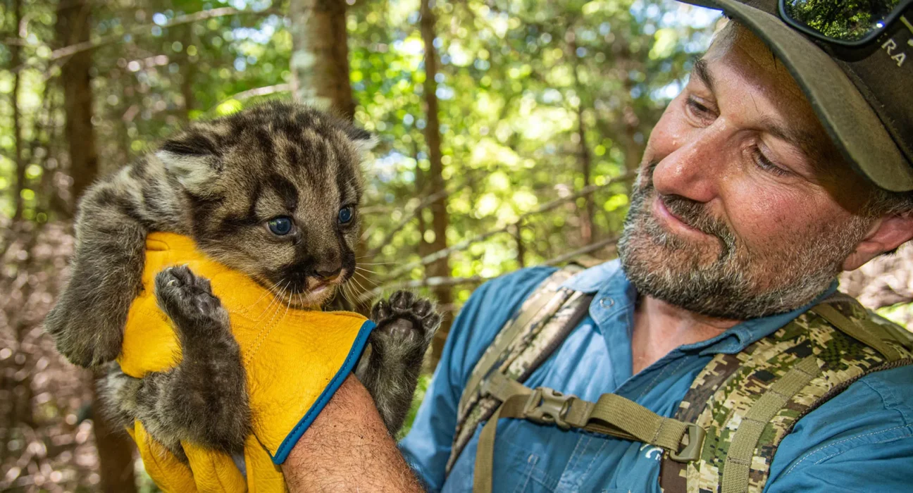 Strava data shows mountain lions take 'active steps' to avoid people