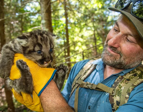 Strava data shows mountain lions take 'active steps' to avoid people