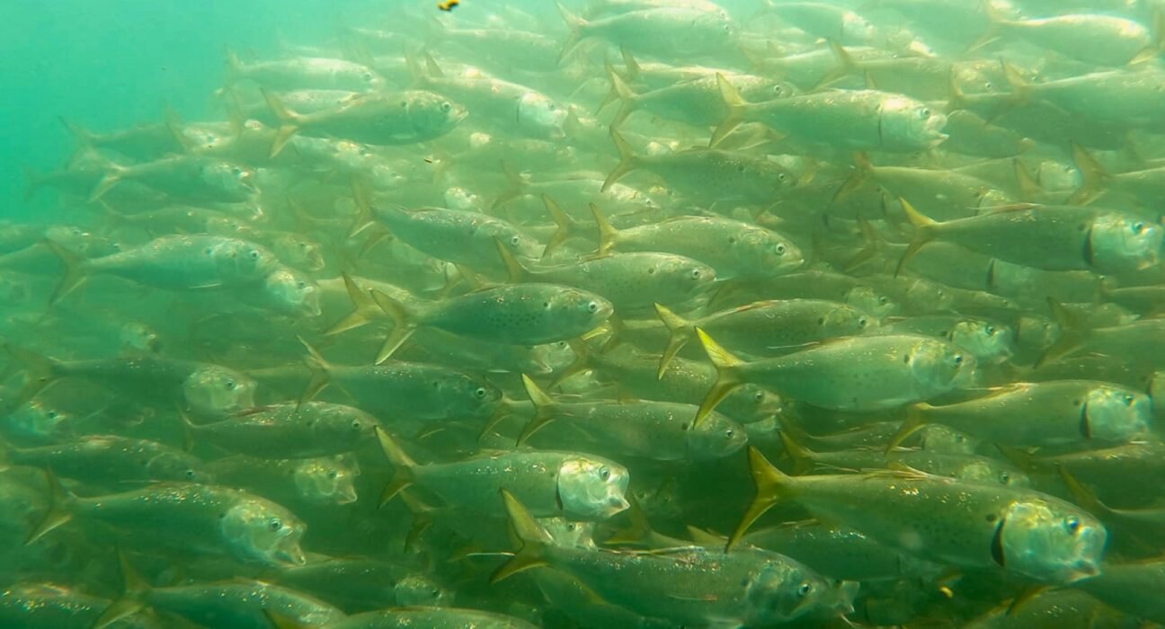 TRCP launches petition for equitable menhaden quota allocation