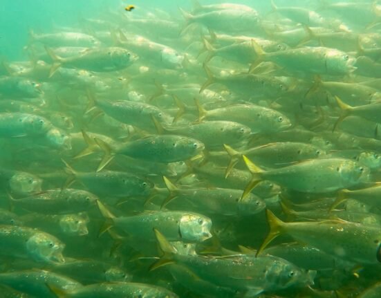 TRCP launches petition for equitable menhaden quota allocation