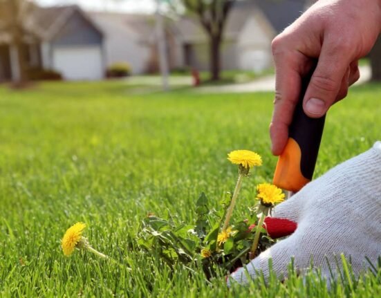 This common lawn product may be hurting your grass instead of helping it