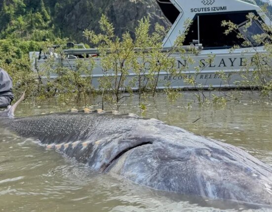 This giant sturgeon required two tape measures and would have broken the world record