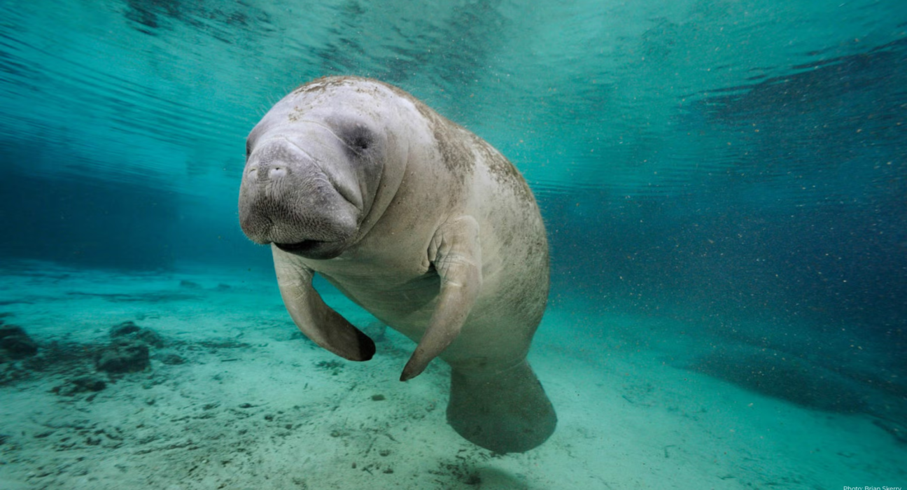 What does wildlife need now?