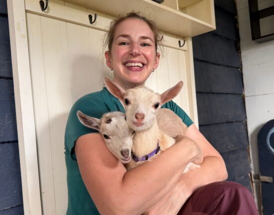 What is goat therapy and does it help with stress?