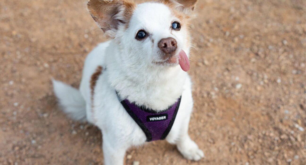 Yes, Chihuahuas Are Great Adventure Dogs