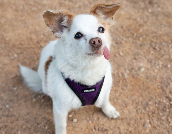 Yes, Chihuahuas Are Great Adventure Dogs