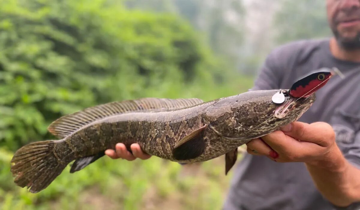Yes, you can eat snakeheads. they are delicious