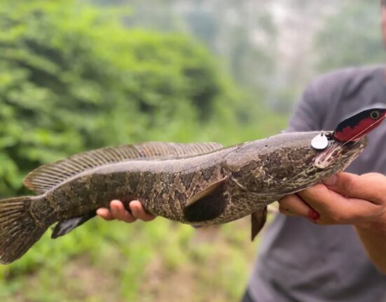 Yes, you can eat snakeheads. they are delicious