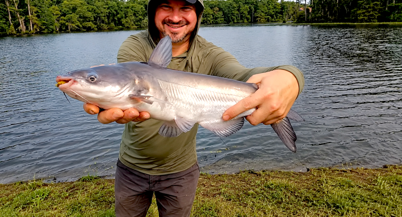 bank catching catfish spawn
