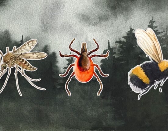 10 Most Common Bug Bites and Rashes with Pictures