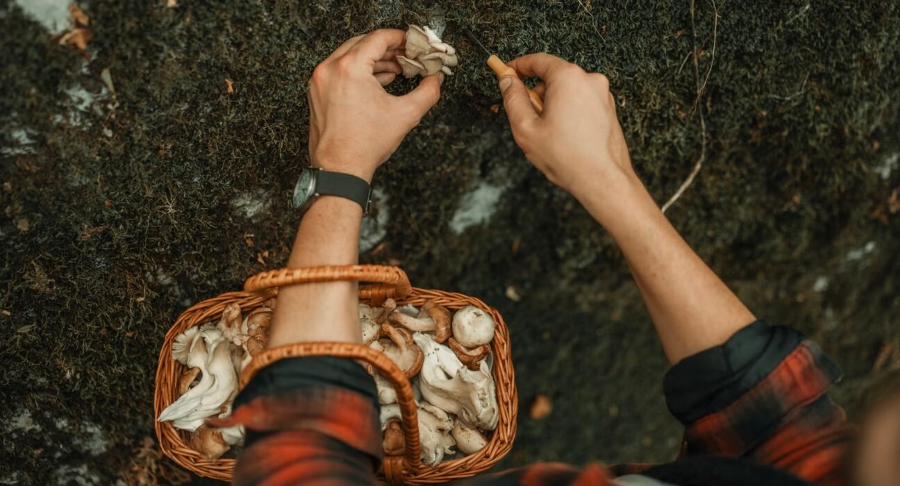 11 hospitalized after eating foraged mushrooms near Yellowstone