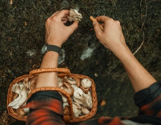 11 hospitalized after eating foraged mushrooms near Yellowstone