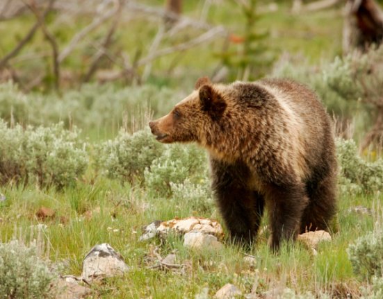 1,300 species lose habitat protection in White House decision