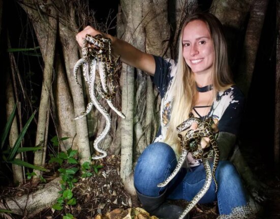 21 Shocking Snake Photos from the Florida Python Challenge