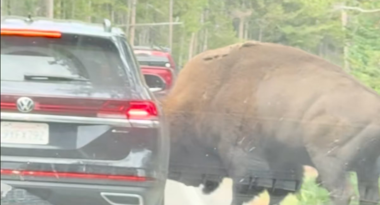 A Yellowstone Bison Just Attacked an SUV