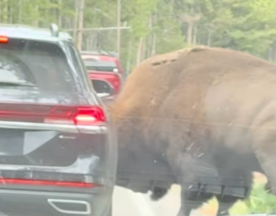 A Yellowstone Bison Just Attacked an SUV
