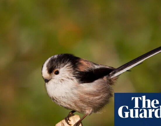 'A break from scrolling': How Gen Z fell in love with birding - Podcast | Science
