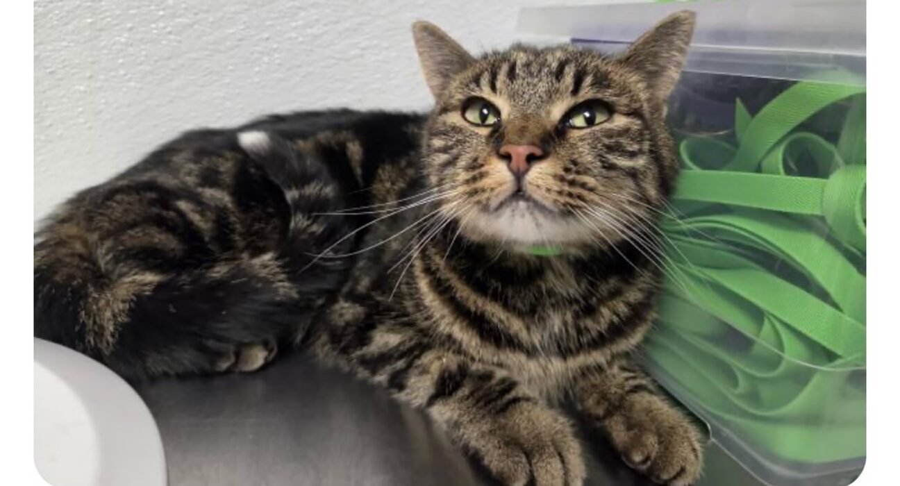 A cat lived for 39 days near Colorado's Great Sand Dunes