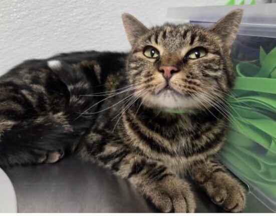 A cat lived for 39 days near Colorado's Great Sand Dunes