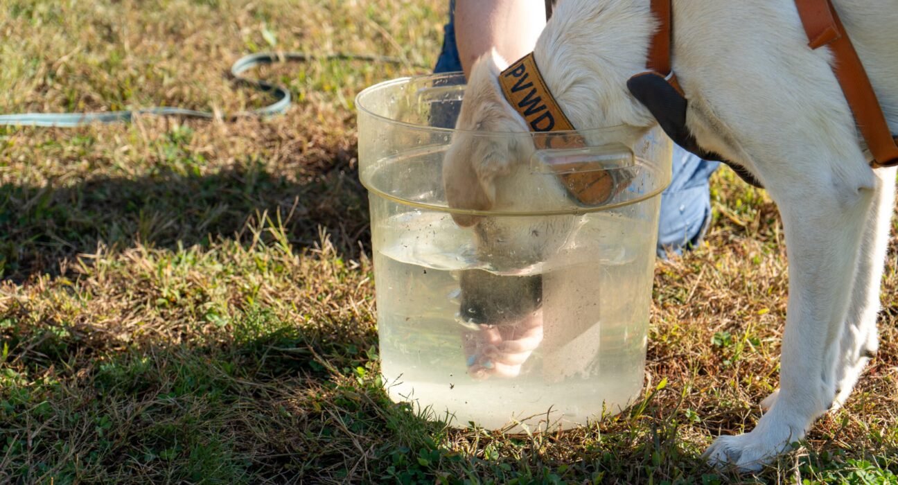 A simple bucket of water can save your dog from heatstroke