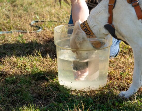 A simple bucket of water can save your dog from heatstroke