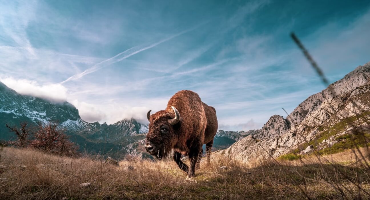 Aggressive bull bison attack tourists at Yellowstone campground